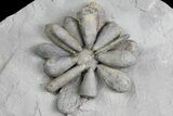 Jurassic Fossil Urchin (Firmacidaris) - Amellago, Morocco #179472-2